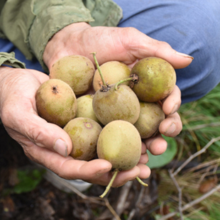野生泡酒猕猴桃无毛小猕猴桃藤梨子酸甜可口