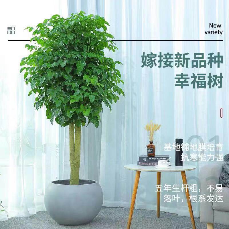 幸福树开业乔迁植物盆景客厅绿植