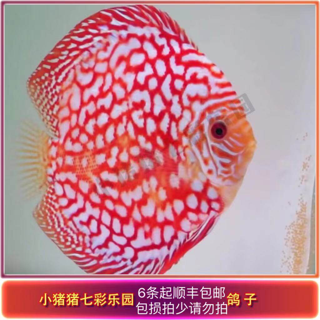 猪猪七彩神仙鱼红鸽子肉身套餐