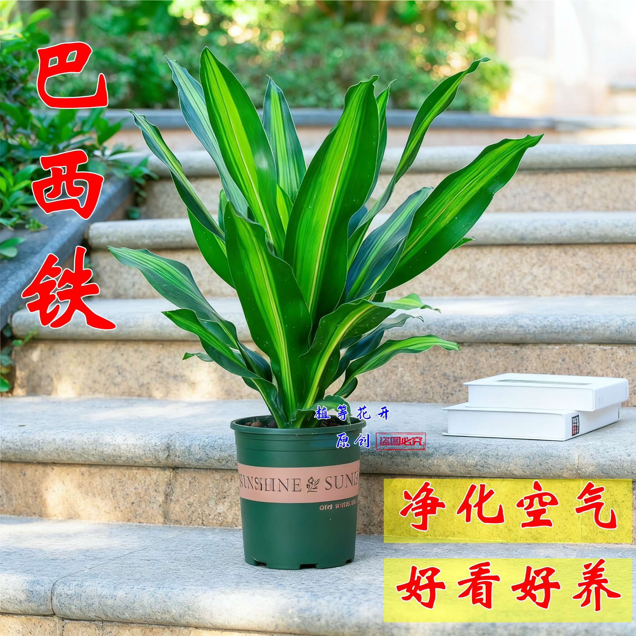 净化空气四季常绿好养活