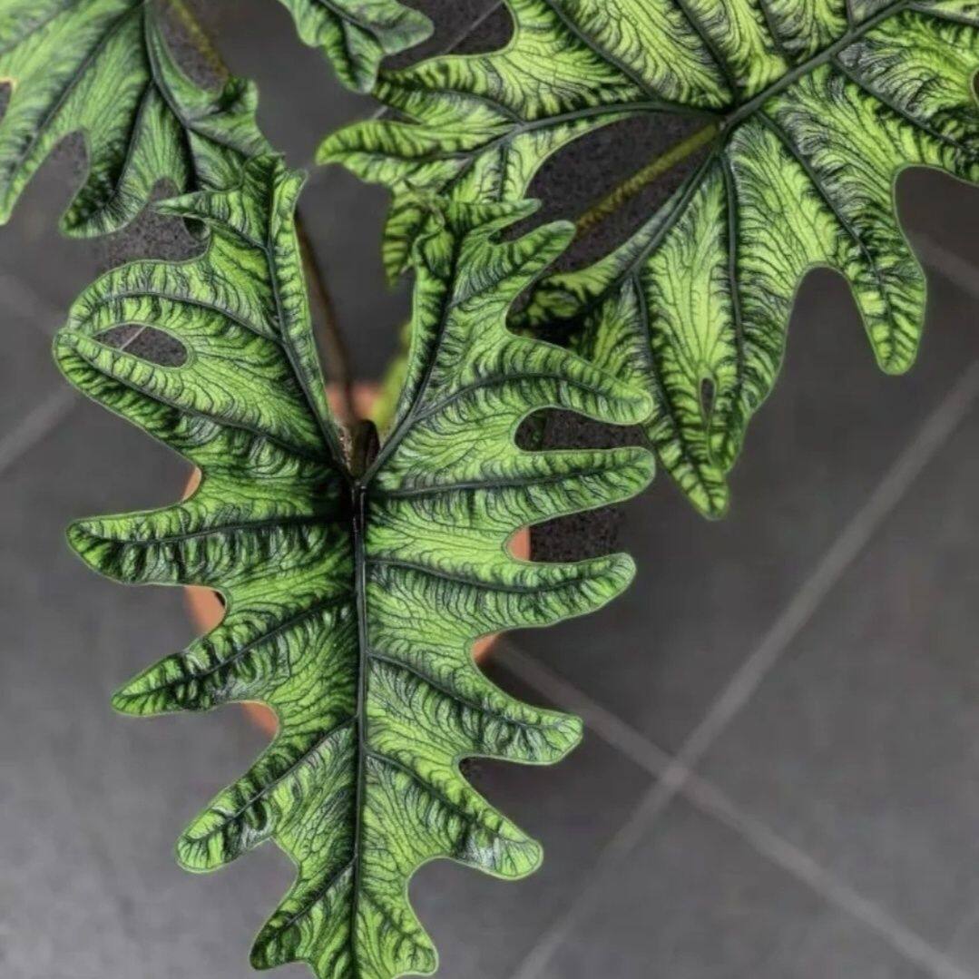 【杰克琳海芋】稀有品种室内观叶绿植好养活耐阴四季常青大叶盆栽