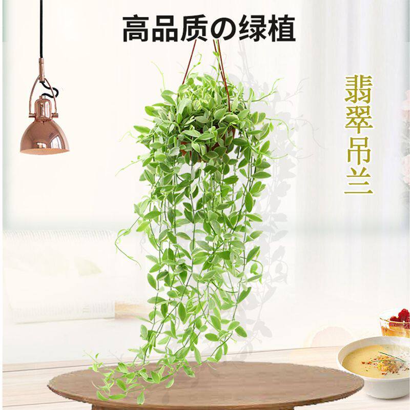 花叶金边翡翠垂吊攀爬绿植物北欧风家居盆栽室内办公室花卉好养活