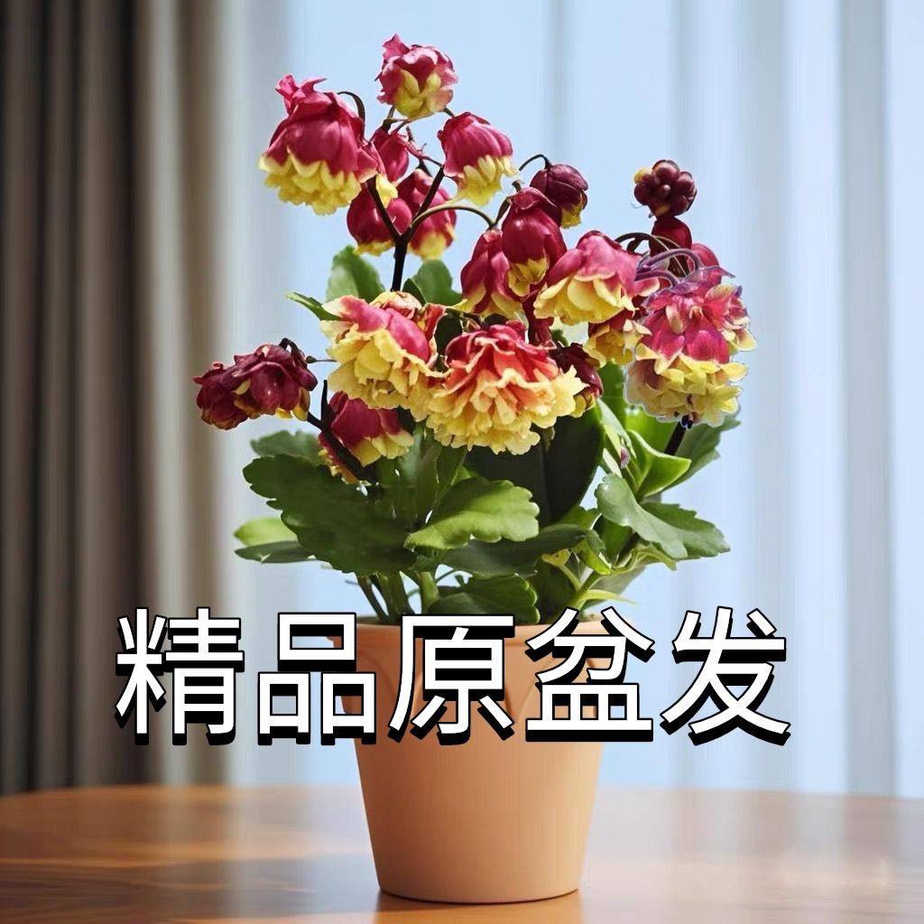 稀有宫灯长寿花盆栽倒挂金钟大苗大花重瓣四季开花室内外年宵花卉