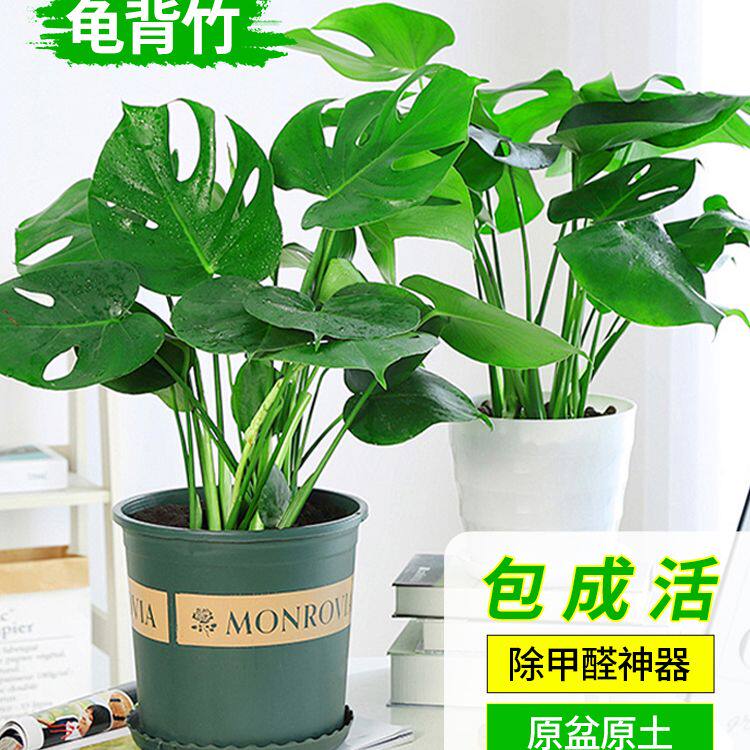 龟背竹大叶落地盆栽室内客厅办公室桌面绿植花卉四季常青好养易活
