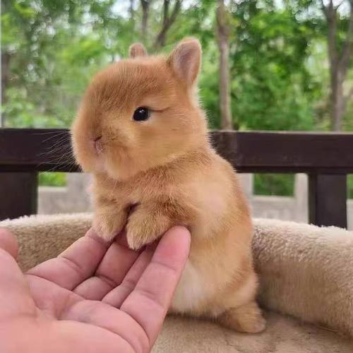 小兔子活体迷你海棠凤眼