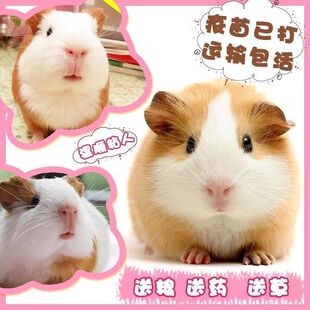 荷兰猪活体宠物豚鼠荷兰鼠活体黑白长毛短逆猪猪奶黄棕色健康送粮