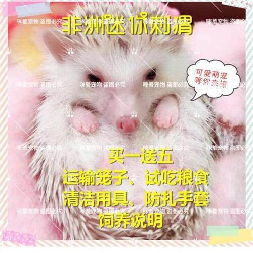 非洲迷你刺猬幼崽活体宠物活体非洲迷你刺猬小型迷你宝宝包邮