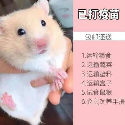 小仓鼠包活布丁银狐金丝