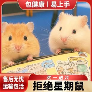 包活小仓鼠宠物家养金丝熊活物活体三线银狐布丁公婆奶茶可选公母