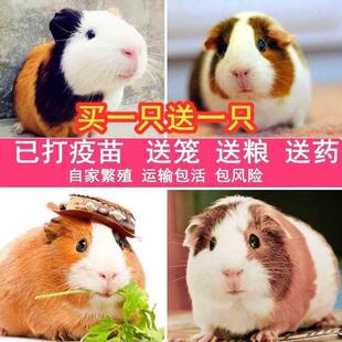 荷兰猪活体宠物豚鼠荷兰兔饲料荷兰鼠包活 宠物兔活体健康送笼 包邮