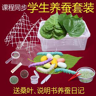 蚕宝宝学生养蚕套装活体新鲜桑叶蚕卵套装工具箱太空舱饲养盒包活