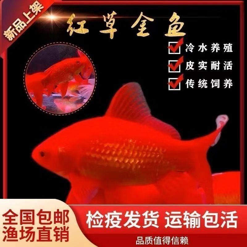 小草金金鱼鱼苗活鱼冷水观赏鱼好鱼缸清洁用具