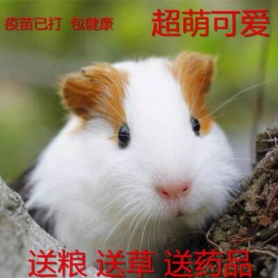 荷兰猪宠物豚鼠活兔体迷