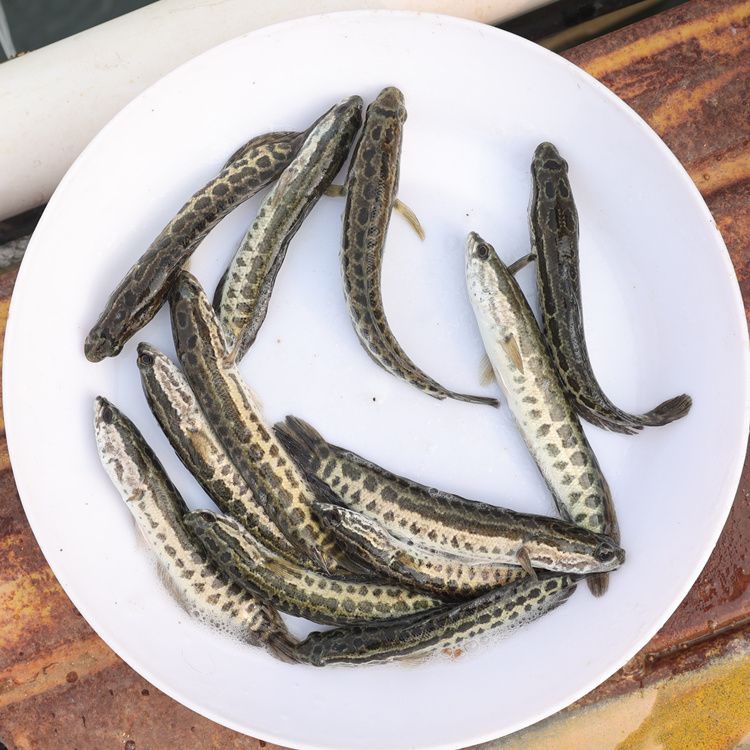 黑鱼苗淡水养殖食用好养