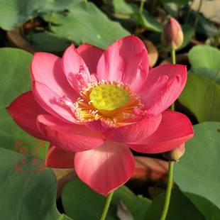 明月荷苑【醉湘云】玫红小型盆栽碗莲观赏荷花种藕水生花卉多年