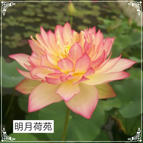 雨花种藕中型荷花复色水生花卉