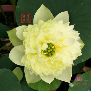 【金苹果】种藕中型盆栽荷花黄绿碗莲阳台水生花卉多年生观花植物