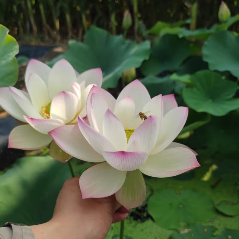 【水月洛神】中型盆栽荷花种藕水