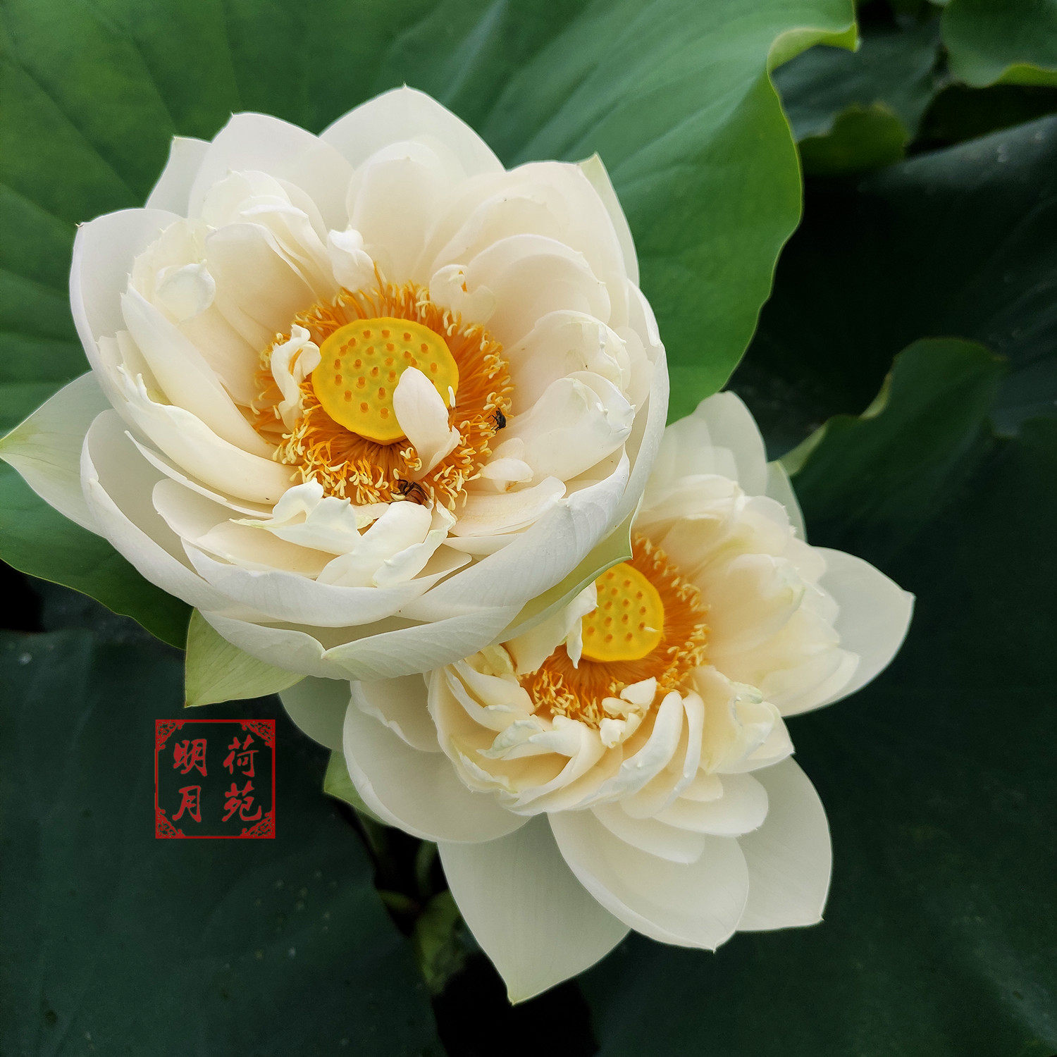 【白牡丹】种藕大型盆栽荷花阳台白色重瓣水生花卉庭院池塘大缸