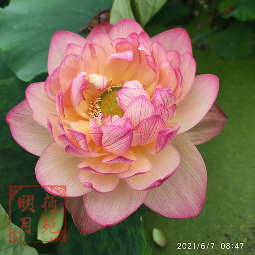 大型盆栽荷花阳台水生花卉多年生