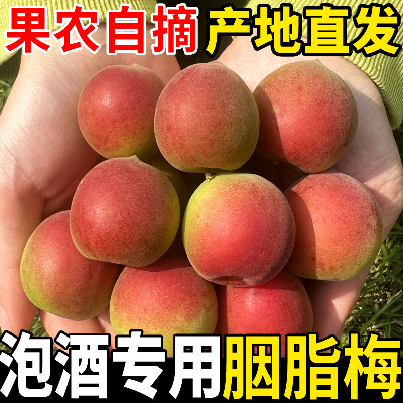 胭脂梅2026青梅鲜果新鲜诏安高山野生胭脂红梅子黄梅泡酒水果酵素