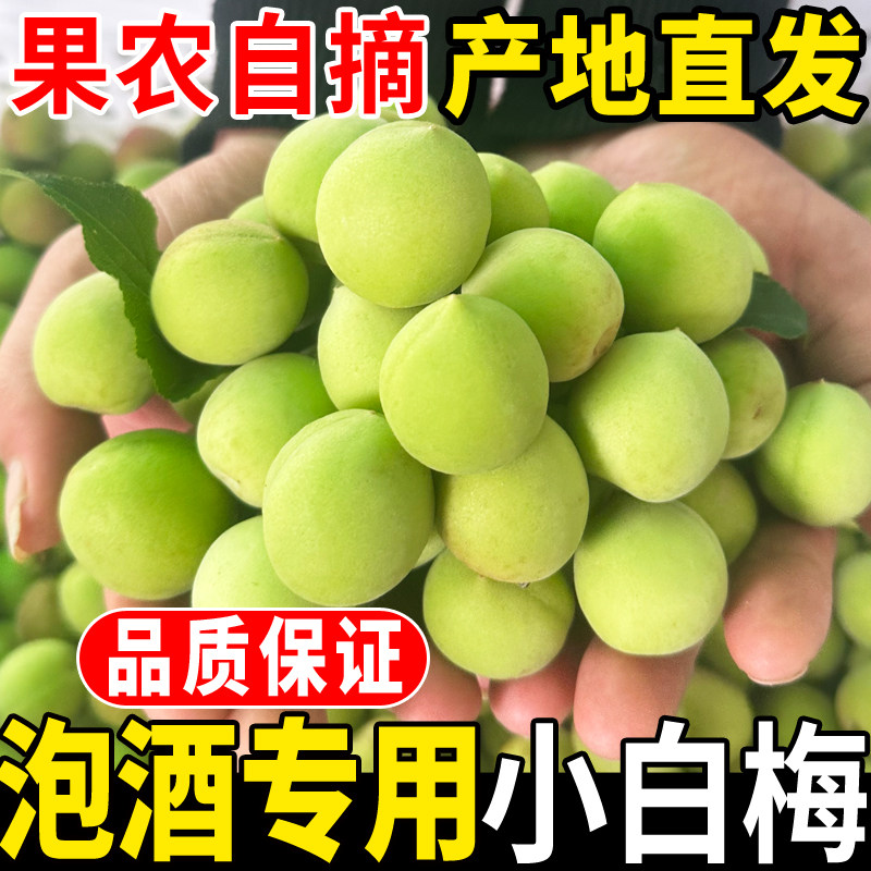 高山野生小白梅青梅鲜果诏安酸梅泡酒专用精选新鲜青梅果整箱水果