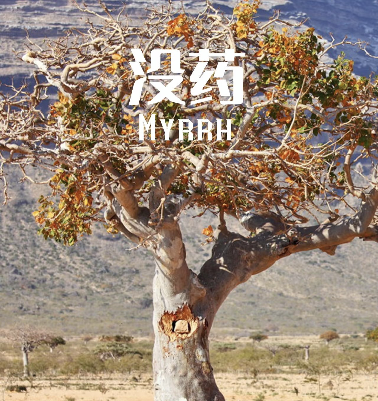 没药纯露xiao炎zhi痛xiu复
