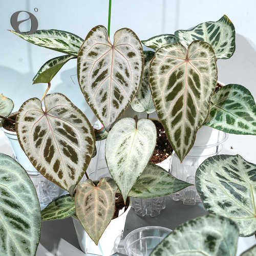 活性植物/ 银色衬裙F2花烛 天南星科水晶脉络绿植盆栽植物