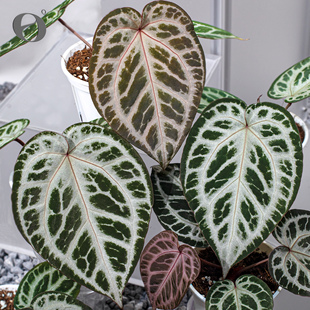 活性植物/ 红魔法花烛2.0 室内观叶盆栽天南星科绿植