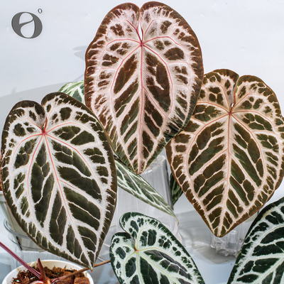 活性植物/ SKG银杂红皇后花烛  室内观叶盆栽天南星科绿植