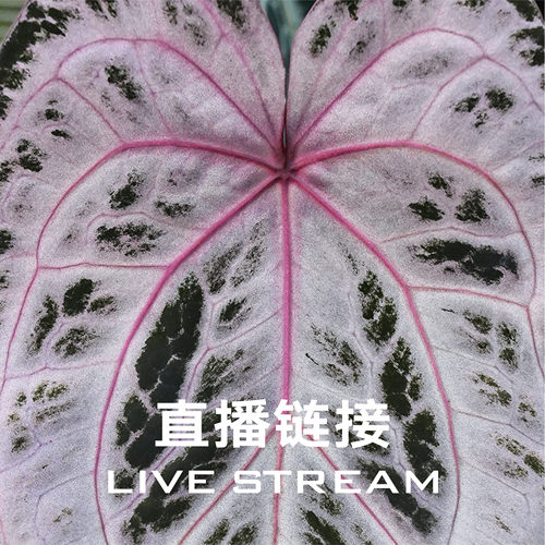 【物拍链接】9.5直播  小黑方组合  天南星科绿植室内观叶花烛