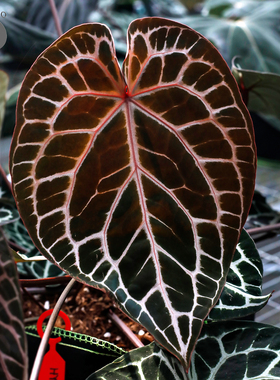 活性植物/ 新品 红色骨纹F2花烛 天南星科植物