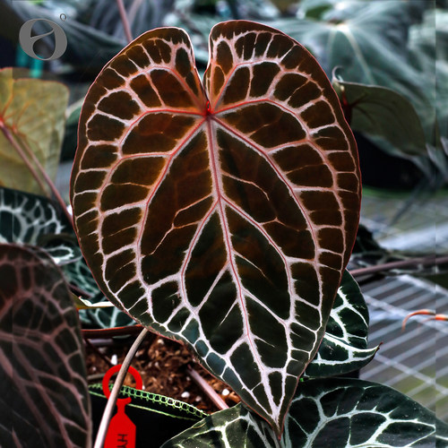 活性植物/ 新品 红色骨纹F2花烛 天南星科植物