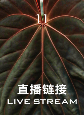 【直播链接11】 7.5直播  388明盒51-75 天南星科室内观叶植物