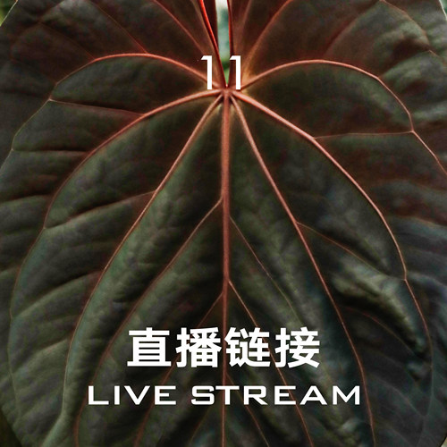 【直播链接11】 8.23直播  织梦天使花烛 天南星科室内观叶植物