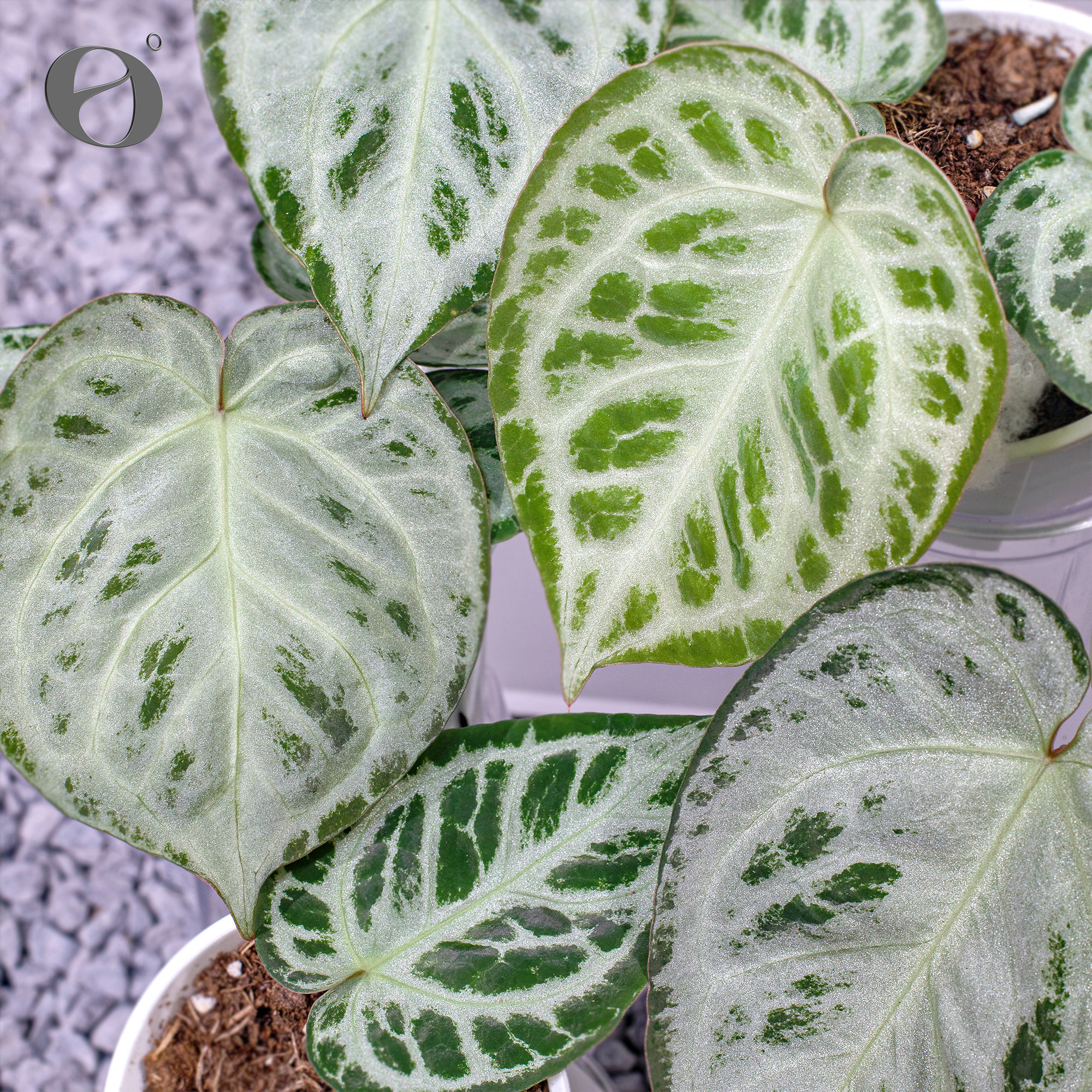 活性植物/ 新品 泡芙小姐花烛 红魔法杂满银铜锣烧 室内观叶植物
