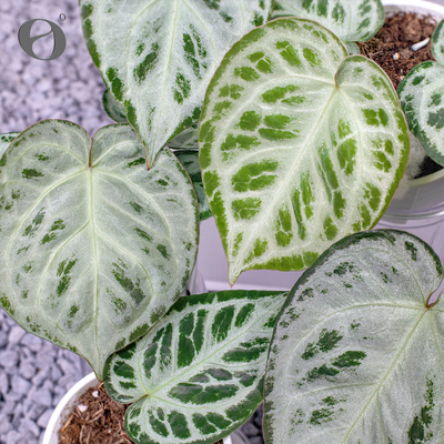 活性植物/ 新品 泡芙小姐花烛 红魔法杂满银铜锣烧 室内观叶植物