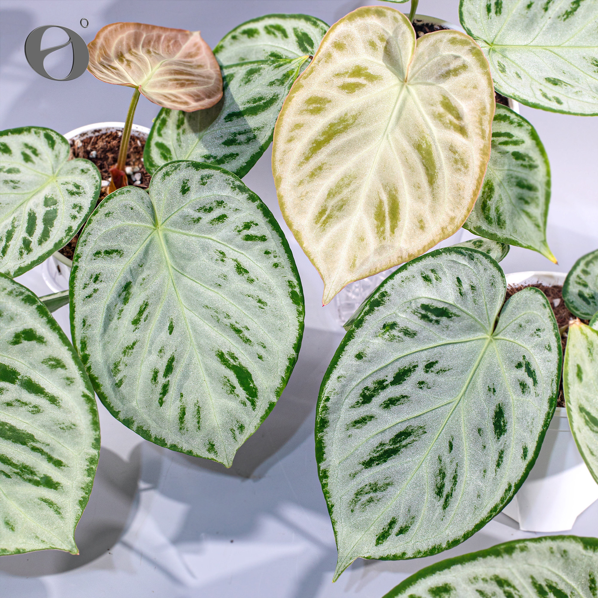 活性植物/ 铜锣烧花烛2.0籽播苗 天南星科绿植盆栽植物