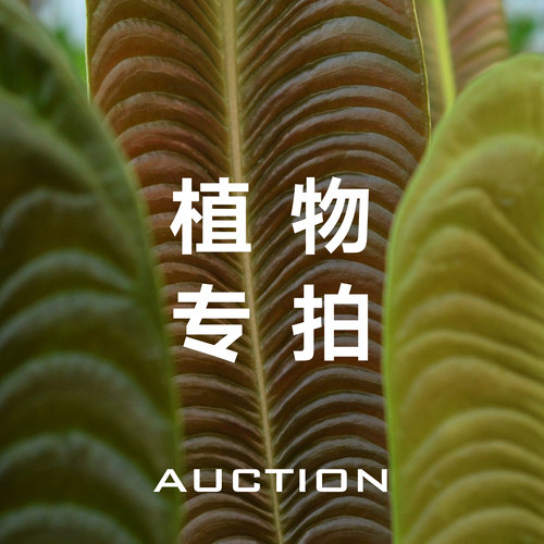 活性植物/ 专拍链接热带观叶植物专拍链接 观叶植物INS风盆栽