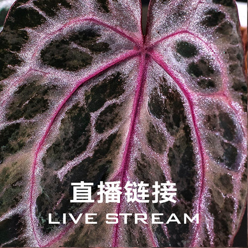 【福利组合链接3】8.29直播 福利组合31-42 天南星科室内观叶花烛