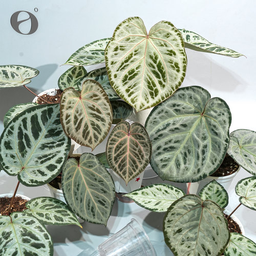 活性植物/草莓熊花烛 粉色面纱杂迷幻乐园 天南星科植物