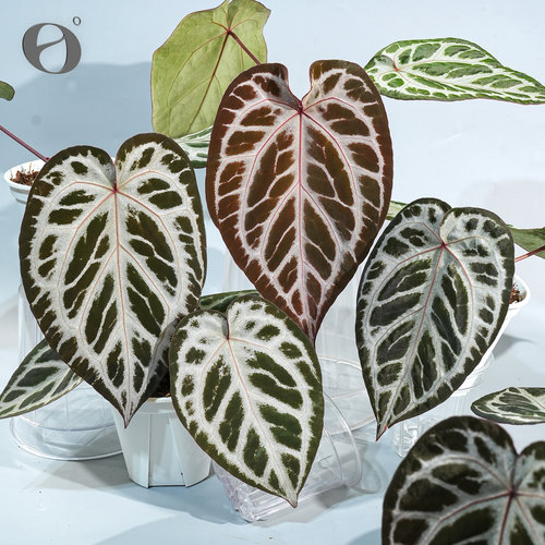 活性植物/ 新品 红伊芙2.0花烛 天南星科植物