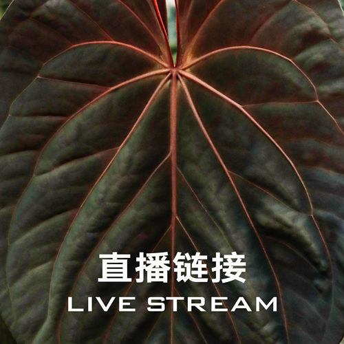 【明盒链接】10.8 直播 618明盒41-60 天南星科室内观叶植物