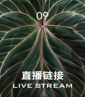 【直播链接9】7.5直播 388明盒1-25   天南星科室内观叶植物