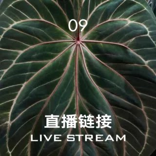 【直播链接9】8.23直播 520明盒1-30 天南星科室内观叶植物