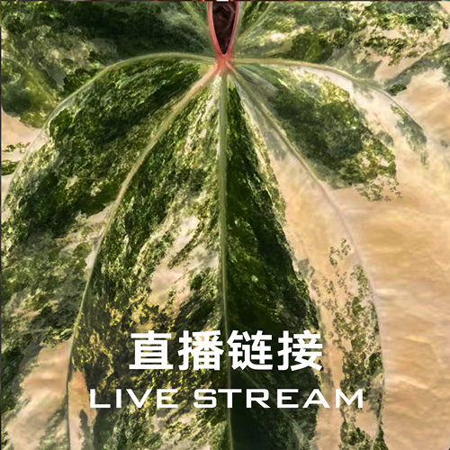 【明盒链接8】8.26直播 物拍白皇后花烛  天南星科观叶盆栽绿植