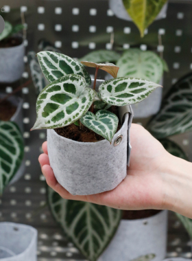 活性保持/ 植物种植袋 无纺布种植袋 透气透水易换盆可壁挂