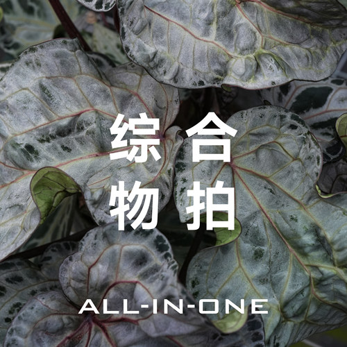 7.11 物拍综合链接1-20 天南星科室内观叶植物