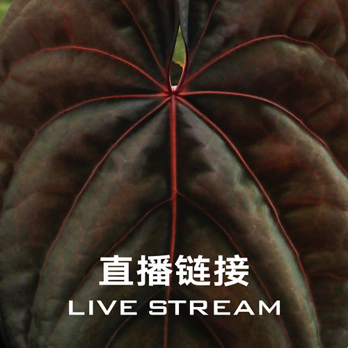 【明盒链接】9.27直播 388明盒31-60 天南星科室内观叶植物花烛