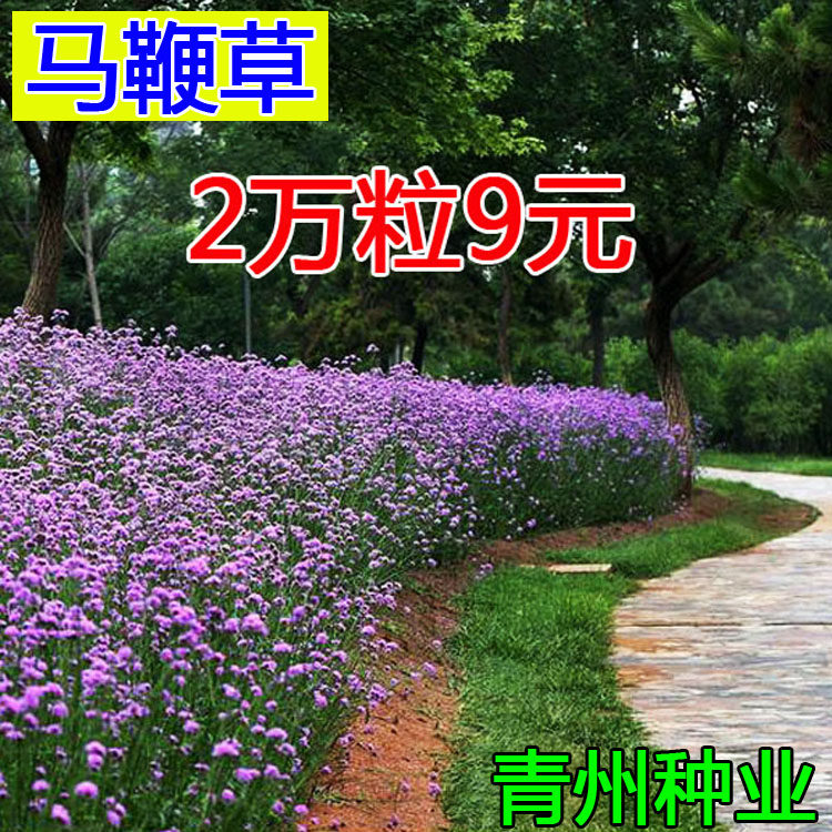 夏季 多年生花种子四季易种易活室外花草种籽马鞭草耐寒花籽包邮|ruв категории доставка цветов/цветок моделирования/растения садоводства, цветок/овощи и фрукты/газон семян (новая), домашнее садоводство семян - от Buy2taobao.com для оказания профессиональной услуги покупки агента Taobao
